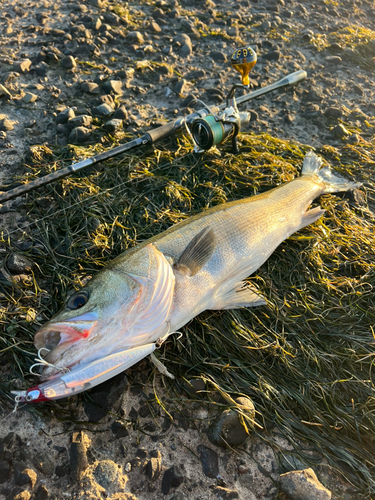 シーバスの釣果