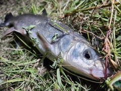 ウグイの釣果