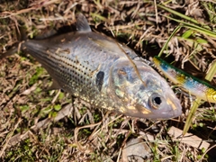 コノシロの釣果