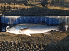 スズキの釣果