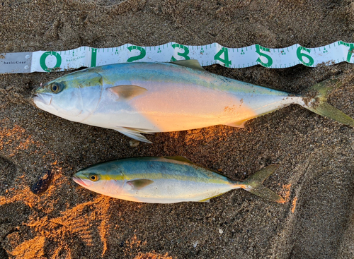 ワラサの釣果