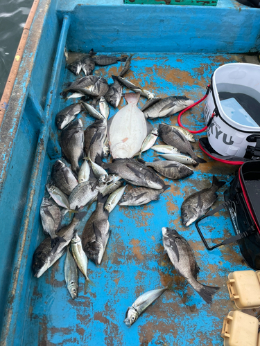 クロダイの釣果