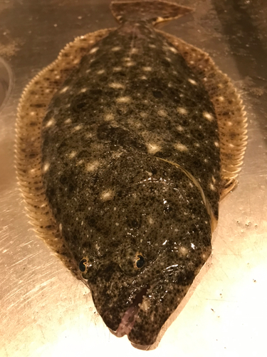 ヒラメの釣果