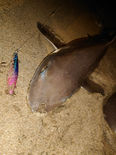 ホシザメの釣果