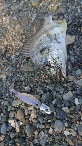 キビレの釣果