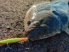 ヒラメの釣果