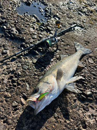 シーバスの釣果