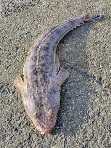 マゴチの釣果