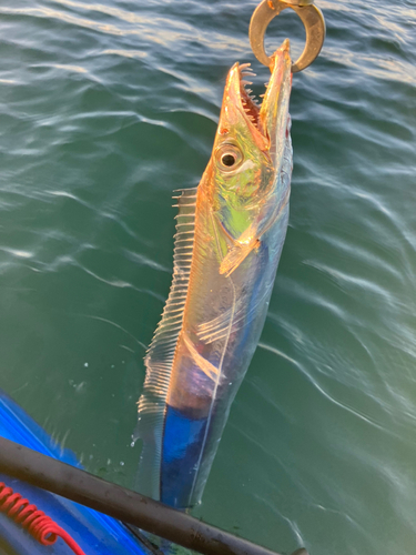 タチウオの釣果