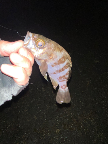 メバルの釣果