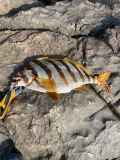 タカノハダイの釣果