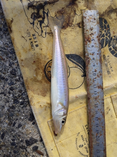 キスの釣果