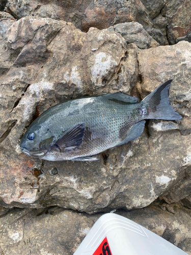 クチブトグレの釣果