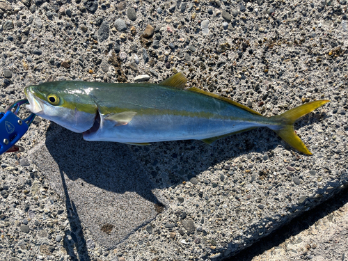 イナダの釣果