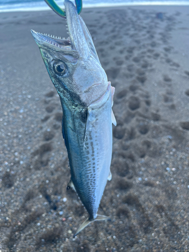 サゴシの釣果