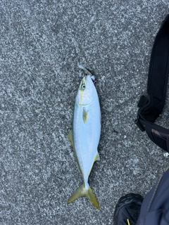 ショッコの釣果