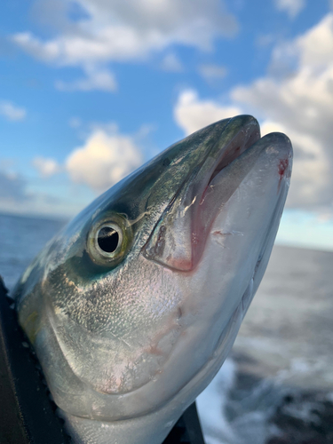 フクラギの釣果