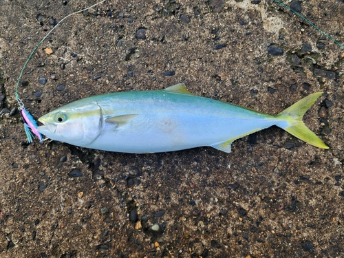 イナダの釣果