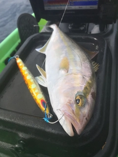 ショゴの釣果