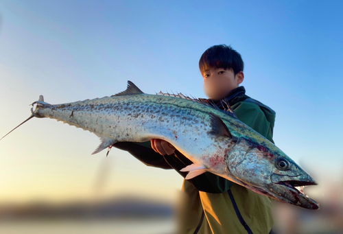 サワラの釣果