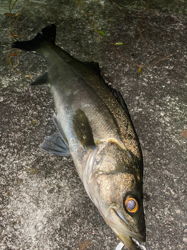 スズキの釣果