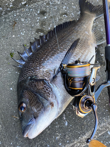 チヌの釣果