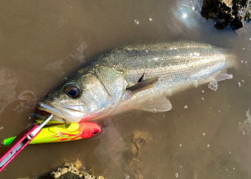 スズキの釣果