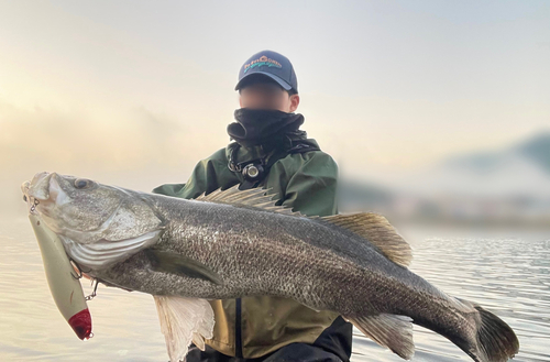 スズキの釣果