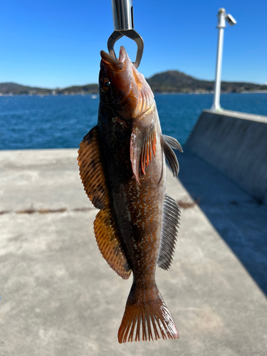 アイナメの釣果