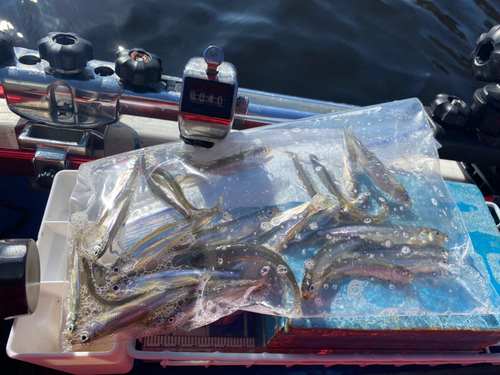 ワカサギの釣果