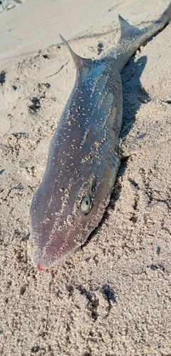 ホシザメの釣果