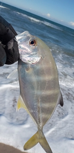 メッキの釣果