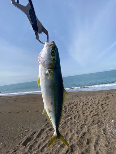 イナダの釣果