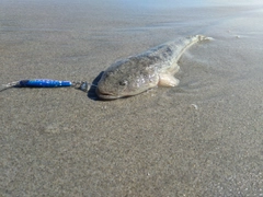 マゴチの釣果