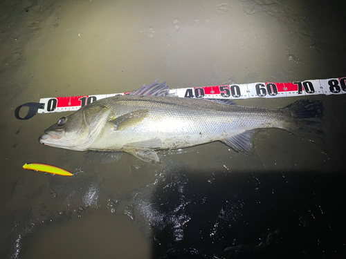 シーバスの釣果