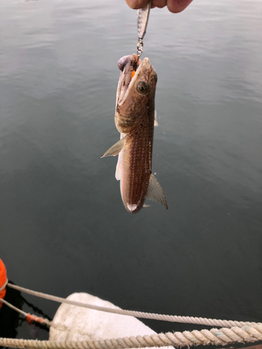 エソの釣果