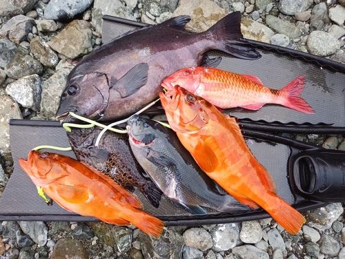 イシダイの釣果