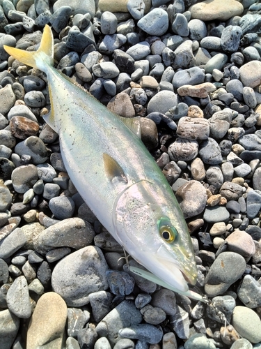 イナダの釣果