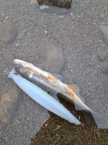 アユの釣果