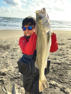 マルスズキの釣果