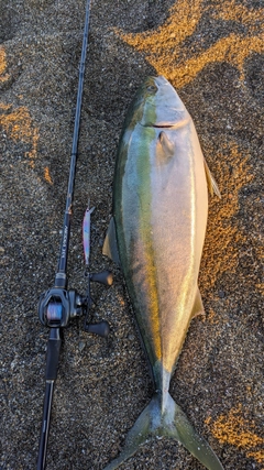 ブリの釣果