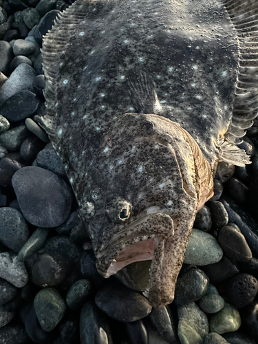 ヒラメの釣果