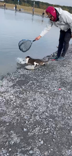 ニジマスの釣果