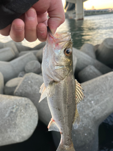 シーバスの釣果