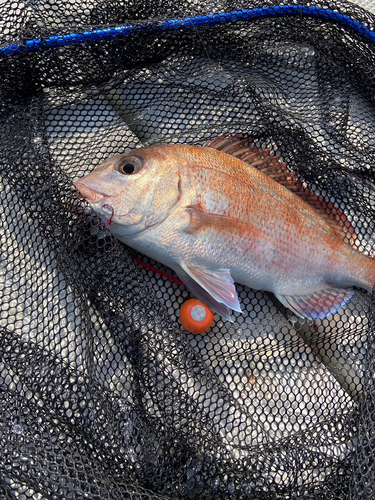 マダイの釣果