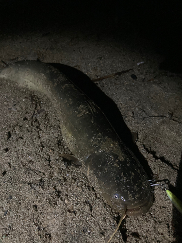 ナマズの釣果