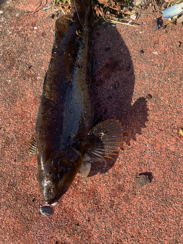 アイナメの釣果