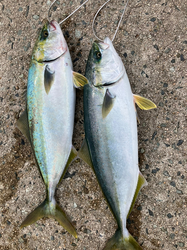 ハマチの釣果