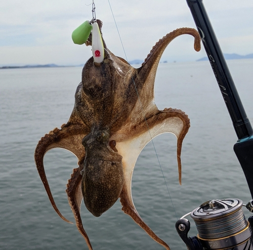 イイダコの釣果