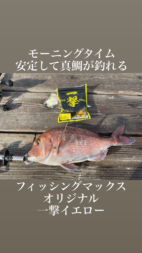 マダイの釣果